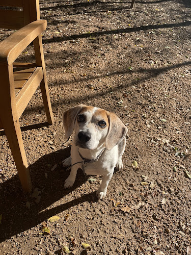 Holly Dog Park