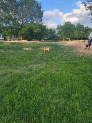 HOT Dog Park