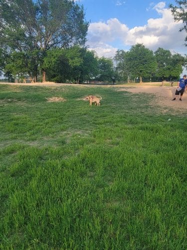 HOT Dog Park