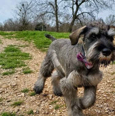HOT Dog Park