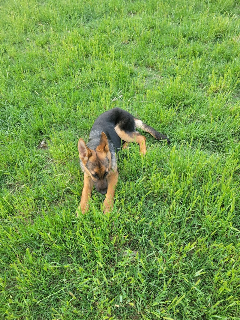 HOT Dog Park - Waco, TX