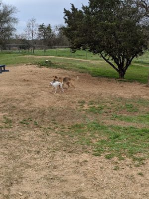 HOT Dog Park
