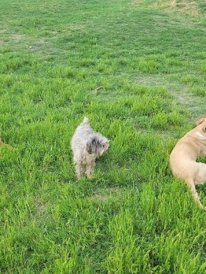 HOT Dog Park