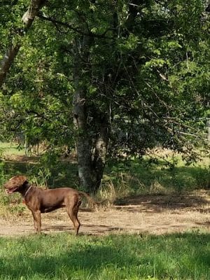 HOT Dog Park