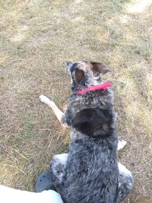HOT Dog Park
