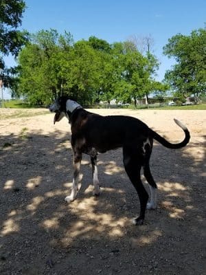 HOT Dog Park