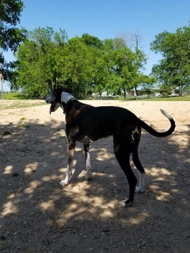 HOT Dog Park