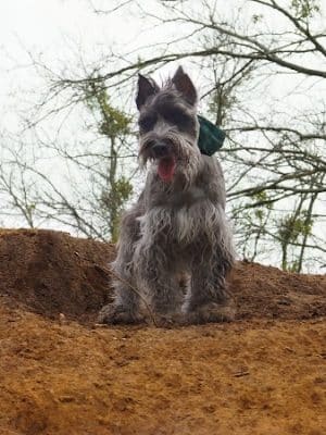 HOT Dog Park