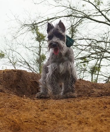 HOT Dog Park