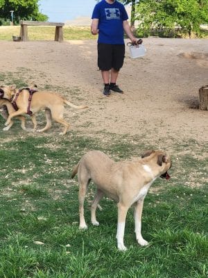 HOT Dog Park
