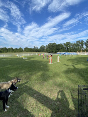 Paws Pack Dog Training & Sports LLC