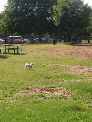 Flaherty Dog Park