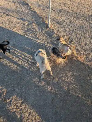 WaKeeney Dog Park