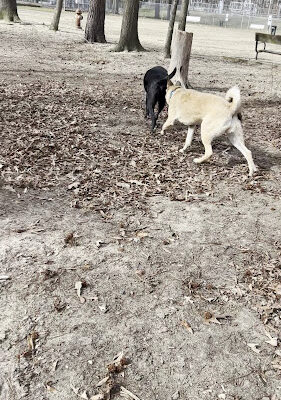 Dog Park White Plains