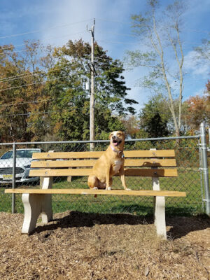 Wall Township Off Leash Dog Park