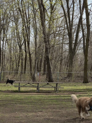 Wallingford Dog Park
