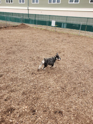 Dog Park