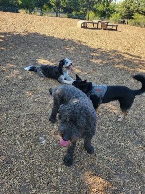 Heather Farm Dog Park