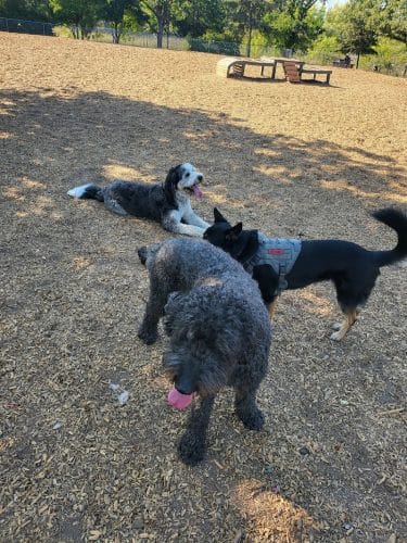 Heather Farm Dog Park