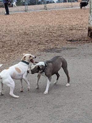 Heather Farm Dog Park