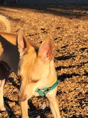 Heather Farm Dog Park