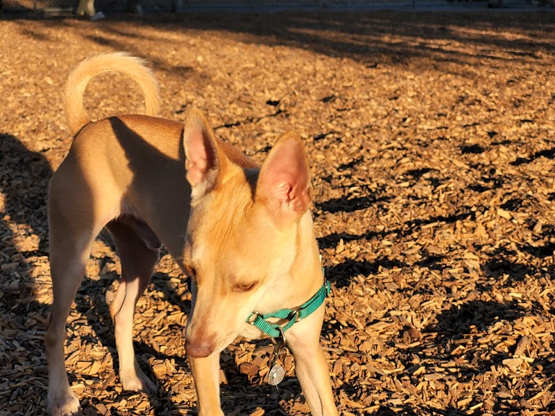 Heather Farm Dog Park - Walnut Creek, CA