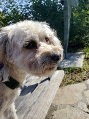Heather Farm Dog Park