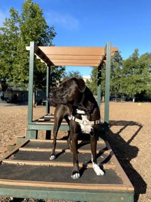 Heather Farm Dog Park