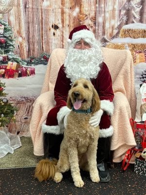 DogPerfect Canine Emporium LLC