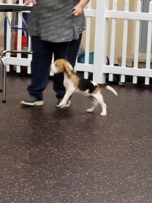DogPerfect Canine Emporium LLC