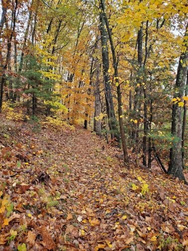 Endean Trail