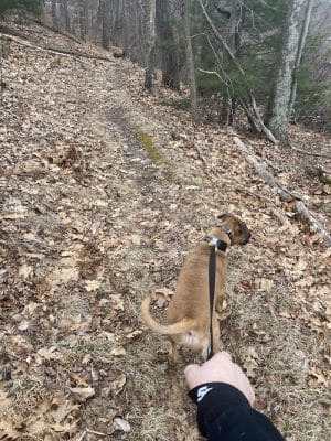 Endean Trail