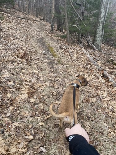 Endean Trail
