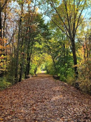 Walpole Town Forest Entrances