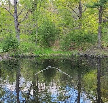 Walpole Town Forest Entrances
