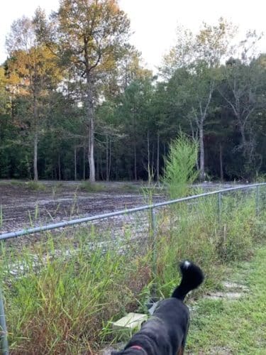Dawn's Doggie Spot