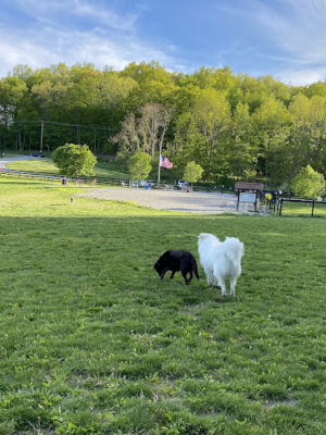 Wantage Dog Park