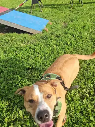Wantage Dog Park - Wantage, NJ