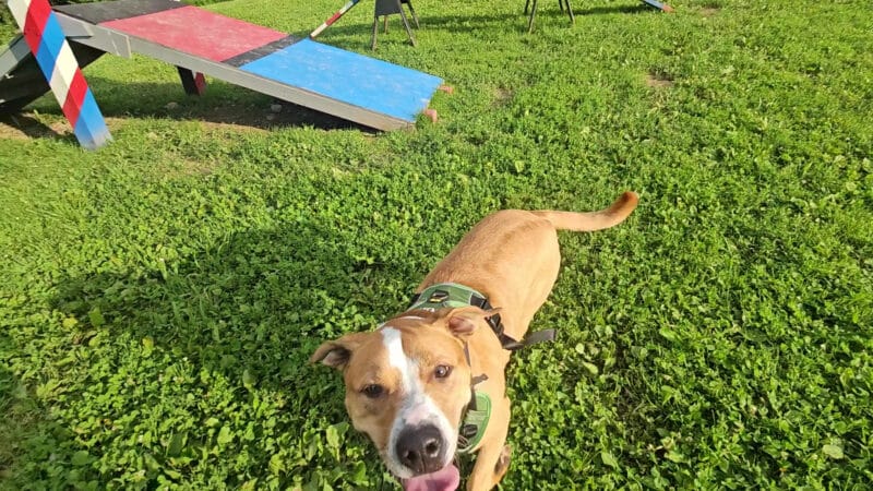 Wantage Dog Park - Wantage, NJ