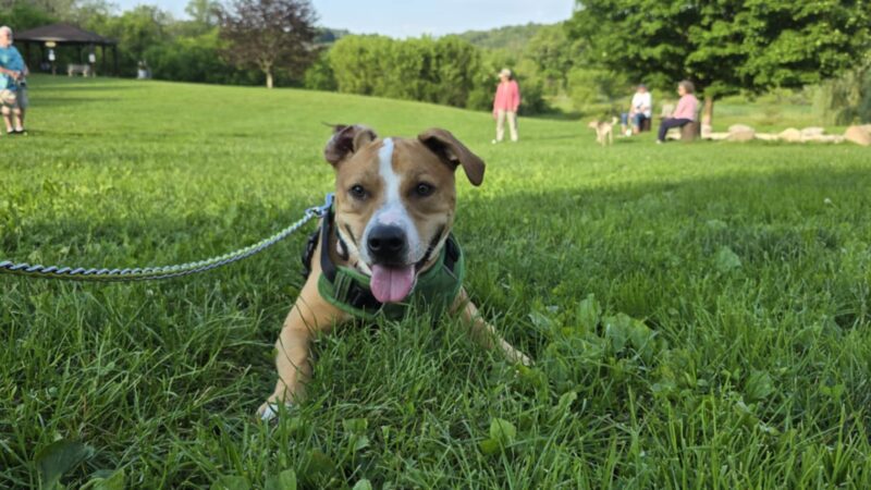 Wantage Dog Park - Wantage, NJ
