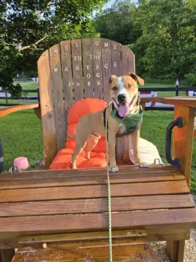 Wantage Dog Park - Wantage, NJ