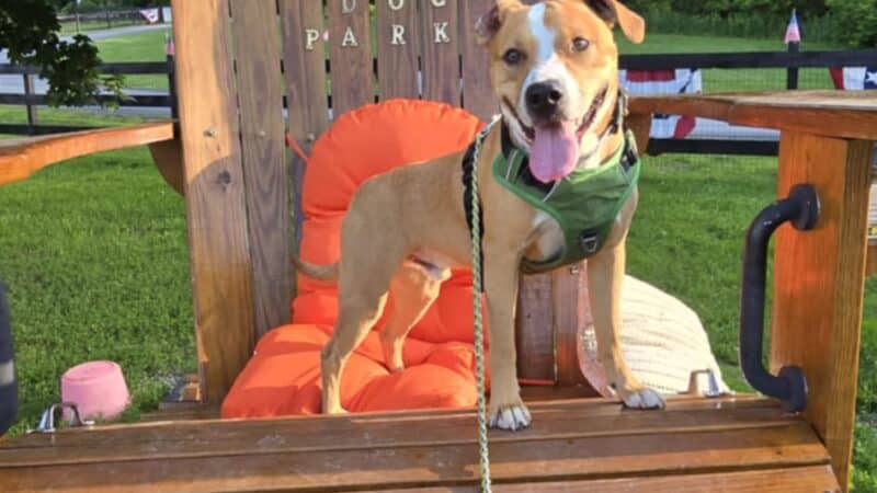 Wantage Dog Park - Wantage, NJ