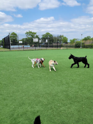 Wantagh Park Dog Run