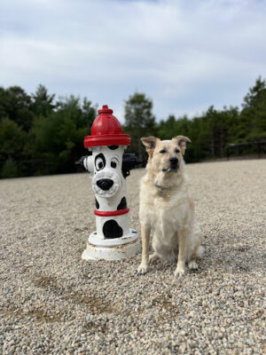 Wareham Dog Park