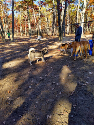 Waretown dog park