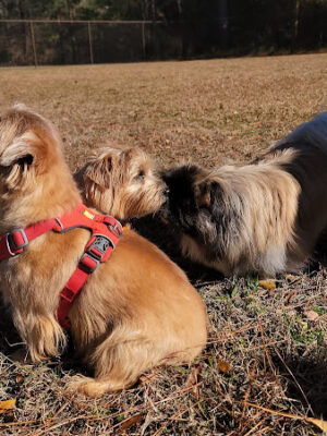 Robins Dog Park