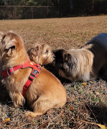 Robins Dog Park