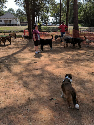 Wellston Park1