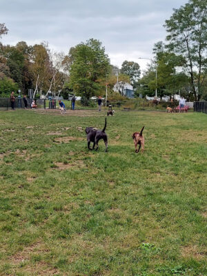 Warren Dog Park