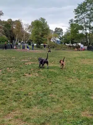 Warren Dog Park